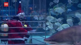 VIDEO: Jelang Natal, Sinterklas Berenang Bersama Hiu di Hungaria
