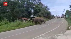 VIDEO: Kawanan Gajah Masuk Pemukiman, 18 Rumah Dan Kebun Rusak