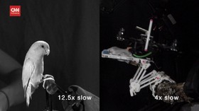 VIDEO: Aksi Robot Berkaki Burung, Terbang dan Hinggap di Pohon