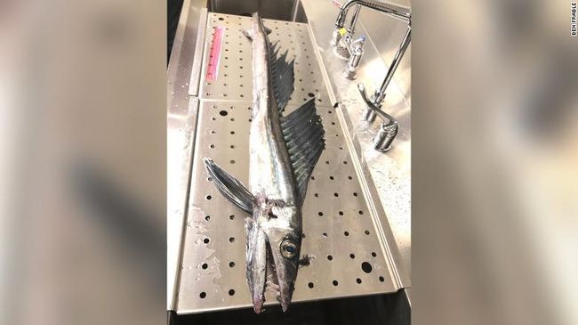 Para pengunjung di pantai di San Diego, Amerika Serikat menemukan ikan lanset kanibal atau lancetfish.