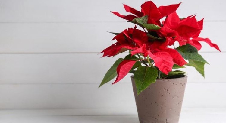 6 Tanaman Hias yang Cocok untuk Dijadikan Pohon Natal di Rumah Jangan cemara melulu, coba jadikan tanaman hias ini sebagai pohon Natal tahun ini yuk, Bunda!