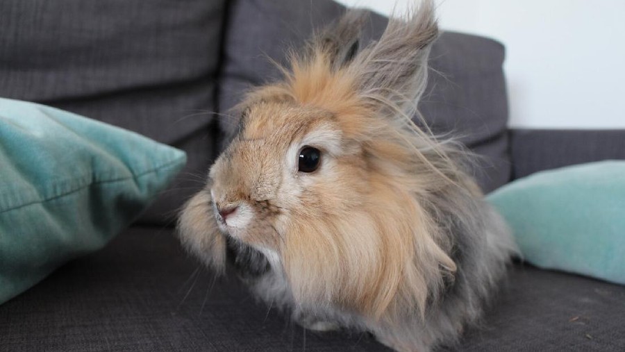 kelinci angora kelinci angora