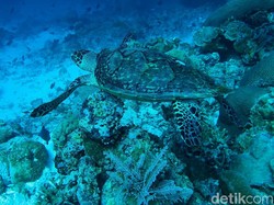 Banyak Tangan, Birokrasi Hambatan Besar Pariwisata Berkelanjutan?