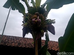 Aneh Tapi Nyata! Pohon Pisang Bertandan-Berjantung Empat
