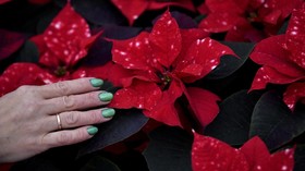 5 Tanaman Hias yang Cocok untuk Dekorasi Natal