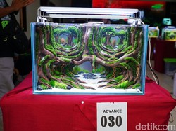 Puluhan Anak Muda se-Jawa Bali Adu Kreasi di Banyuwangi Aquascape Contest
