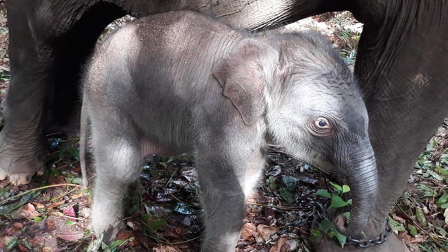 Seekor anak gajah jantan lahir di Kebun Binatang Bali Zoo yang berlokasi di Jalan Raya Singapadu Batuan, Kecamatan Sukawati, Kabupaten Gianyar, Bali.