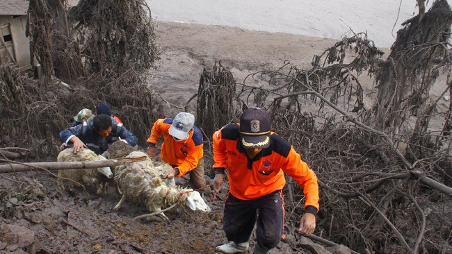 Warga di Sekitar Gunung Semeru Mulai Evakuasi Hewan Ternak Penduduk desa di sekitar Gunung Semeru mulai mengevakuasi hewan ternak berupa sapi, kambing hingga ayam ke tempat aman, Senin (5/12).