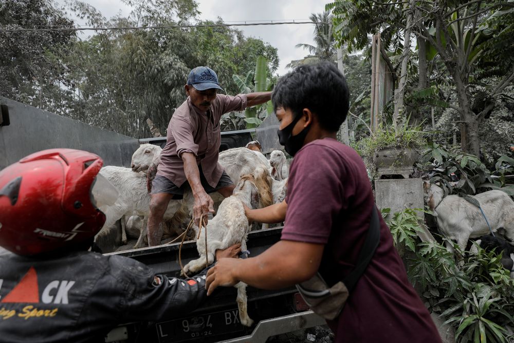 Locals evacuate their livestock at Sumberwuluh village following the eruption of Semeru mount volcano in Lumajang regency, East Java province, Indonesia, December 5, 2021. REUTERS/Willy Kurniawan