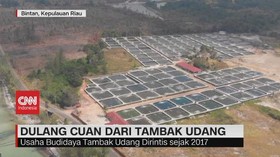 VIDEO: Dulang Cuan dari Tambak Udang