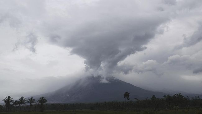 Gunung Semeru Erupsi, Semburkan Abu Setinggi 500 Meter Gunung Semeru di Lumajang, Jawa Timur, mengalami erupsi pada Jumat (25/11) pukul 07.02 WIB. Kolom abu teramati setinggi 500 meter di atas puncak.