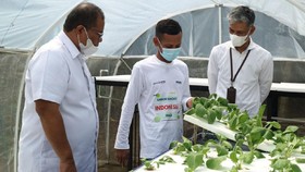 Greenhouse Hidroponik Desa Sajira, Wujud Nyata Kolaborasi BTN dan PNM