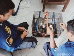 Monyet Teror Permukiman Warga di Klaten