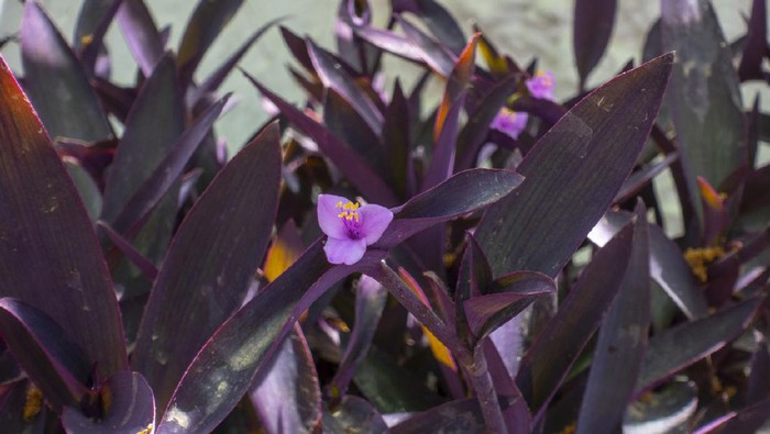 This is a close-up shot of the Spiderwort plant, which goes by other names such as the Purple Heart, Tradescantia pallida (Scientific name), Purple secretia, or the Wandering Jew plant.
