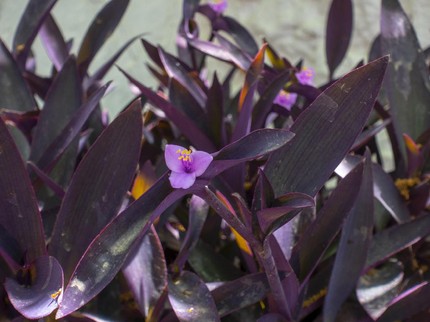 7 Jenis Tanaman Hias Warna Ungu, Unik dan Indah Dipandang