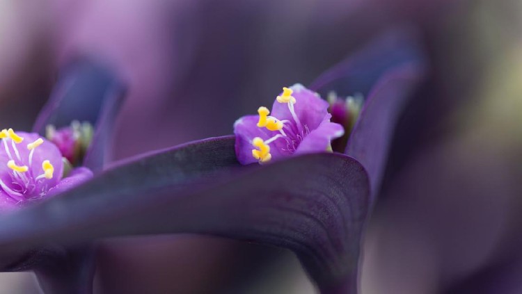 Flower of a purple secretia (Tradescantia pallida)