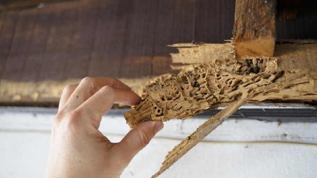 6 Cara Mengusir Rayap yang Menyerang Rumah Keberadaan rayap di rumah tentu membuat kesal karena merusak pakaian, lemari, perabotan kayu hingga buku. Berikut cara mengusir rayap yang menyerang rumah.