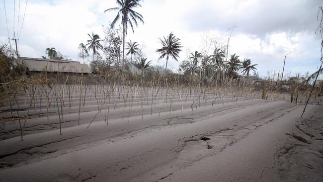 BRIN memantau sejumlah kerusakan lahan termasuk hutan akibat bencana erupsi Semeru yang terjadi sejak Sabtu (4/12).
