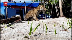 VIDEO: Penyelamatan Jaguar dan Anjing yang Jatuh ke Sumur di Meksiko