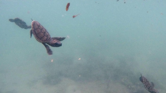 Setidaknya sebanyak delapan ekor penyu terdampar dan terjebak di tumpukan sampah kayu dan plastik di kawasan Pantai Kabupaten Badung, Bali.