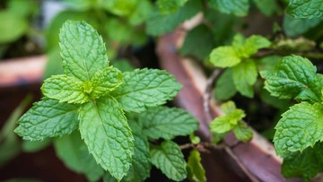 TANAMAN OBAT KELUARGA: ROSEMARY HINGGA VALERIAN