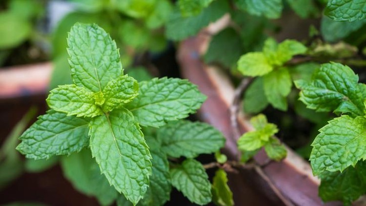 Teh peppermint Teh peppermint dapat digunakan untuk mengatasi perut yang buncit.