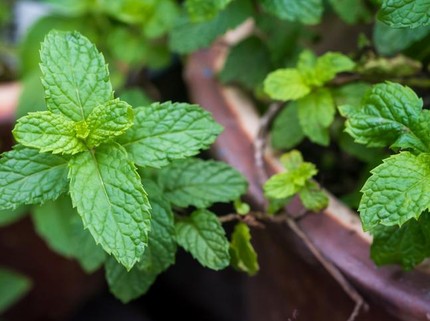 8 Tanaman Obat Batu Empedu yang Bisa Ditanam di Rumah