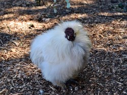 Apa Itu Ayam Kapas? Ini Penjelasan Pakar IPB