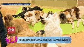 VIDEO: Bermain Bersama Kucing Sambil Ngopi