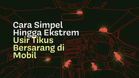 INFOGRAFIS: Cara Simpel Hingga Ekstrem Usir Tikus Bersarang di Mobil