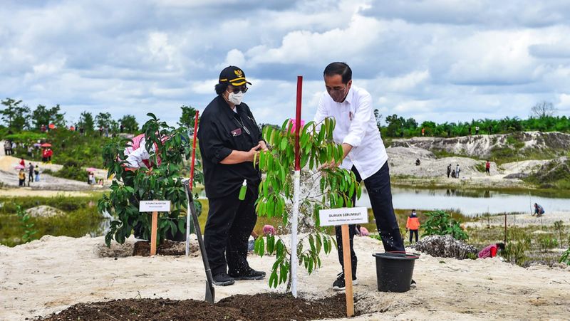 Jokowi Tanam Pohon di Area Bekas Tambang di Sintang Kalbar
