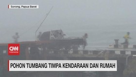 VIDEO: Pohon Tumbang Timpa Kendaraan dan Rumah