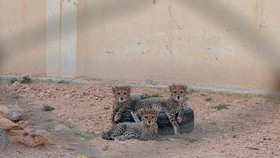 Sekitar 300 Bayi Cheetah Diperjualbelikan Tiap Tahun lewat Somaliland