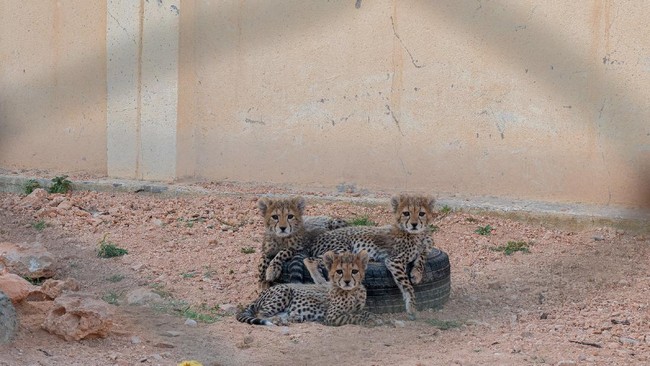 Cheetah Conservation Fund (CCF) menyebut bahwa diperkirakan sekitar 300 bayi cheetah dijual setiap tahunnya melalui Somaliland.