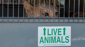 FOTO: Menyelamatkan Anak-anak Cheetah dari Perburuan Liar di Somalia