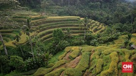 Video Promosi Wisata Filipina Ketahuan Comot Pemandangan Sawah di Bali