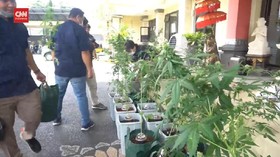 VIDEO: WNA Spanyol Ditangkap Tanam Ganja di Kamar Mandi