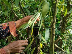 Petani Tabanan Lirik Vanili, Harga Per Kilogram Capai Jutaan Rupiah