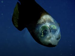 Penampakan Ikan Aneh yang Kepalanya Tembus Pandang