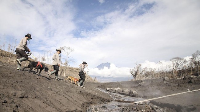 Pencarian korban hilang akibat erupsi Semeru dihentikan sementara setelah gunung tersebut meletus kembali pada Kamis (16/12).