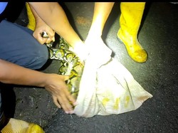 Waduh! Ular Piton 6 Meter Tiba-tiba Muncul di Kawasan Kuliner Parepare