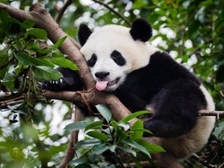 Panda Tertua Jepang Sakit, Batal Pulang Kampung ke China