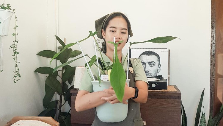 Philodendron Joepii
