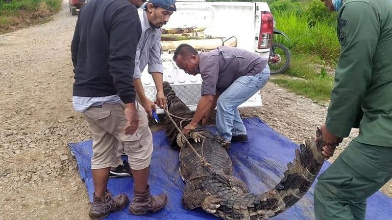 Balai Konservasi Sumber Daya Alam Sumatera Selatan (BKSDA Sumsel) melepasliarkan 2 ekor Buaya Senyulong (Tomistoma schlegelii) ke habitat alaminya.