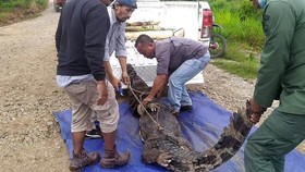 2 Buaya Senyulong Langka Dilepas ke Sungai Lalan, Sumsel