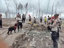 Anjing Pelacak Bantu Cari Korban Erupsi Semeru, Temukan 13 Jenazah