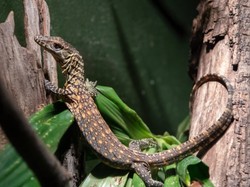 Sejarah! 6 Ekor Bayi Komodo Lahir di Kebun Binatang New York