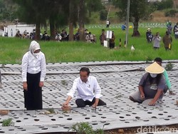 Tanam Bawang di Temanggung, Jokowi Pastikan Petani Untung-Bebas Tengkulak