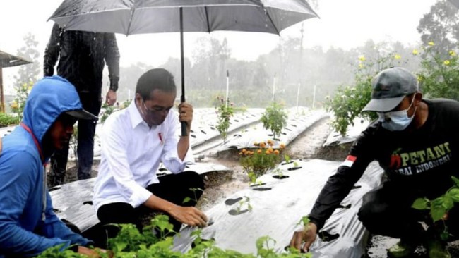 Dengan menggunakan payung, Presiden Jokowi menanam cabai saat guyuran hujan deras di lumbung pangan, Desa Lamuk, Kabupaten Wonosobo.