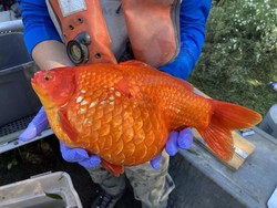 Ikan Mas Koki Dilepas ke Danau, Jadi Raksasa!